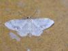 Idaea trigeminata